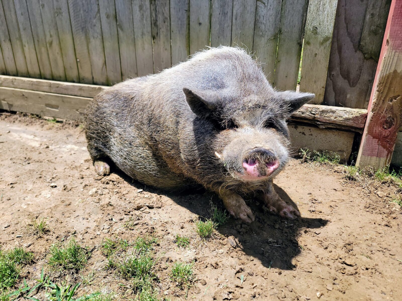 Toby the rescued mini pig at 3 Palms Zoo
