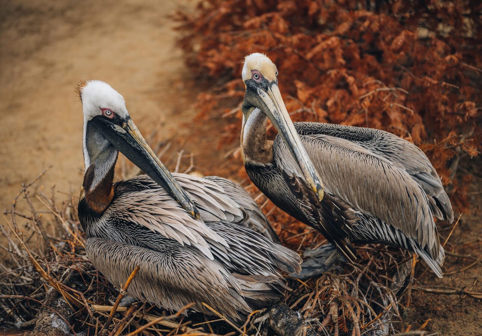 Rescued Brown Pelicans at 3 Palms Zoo