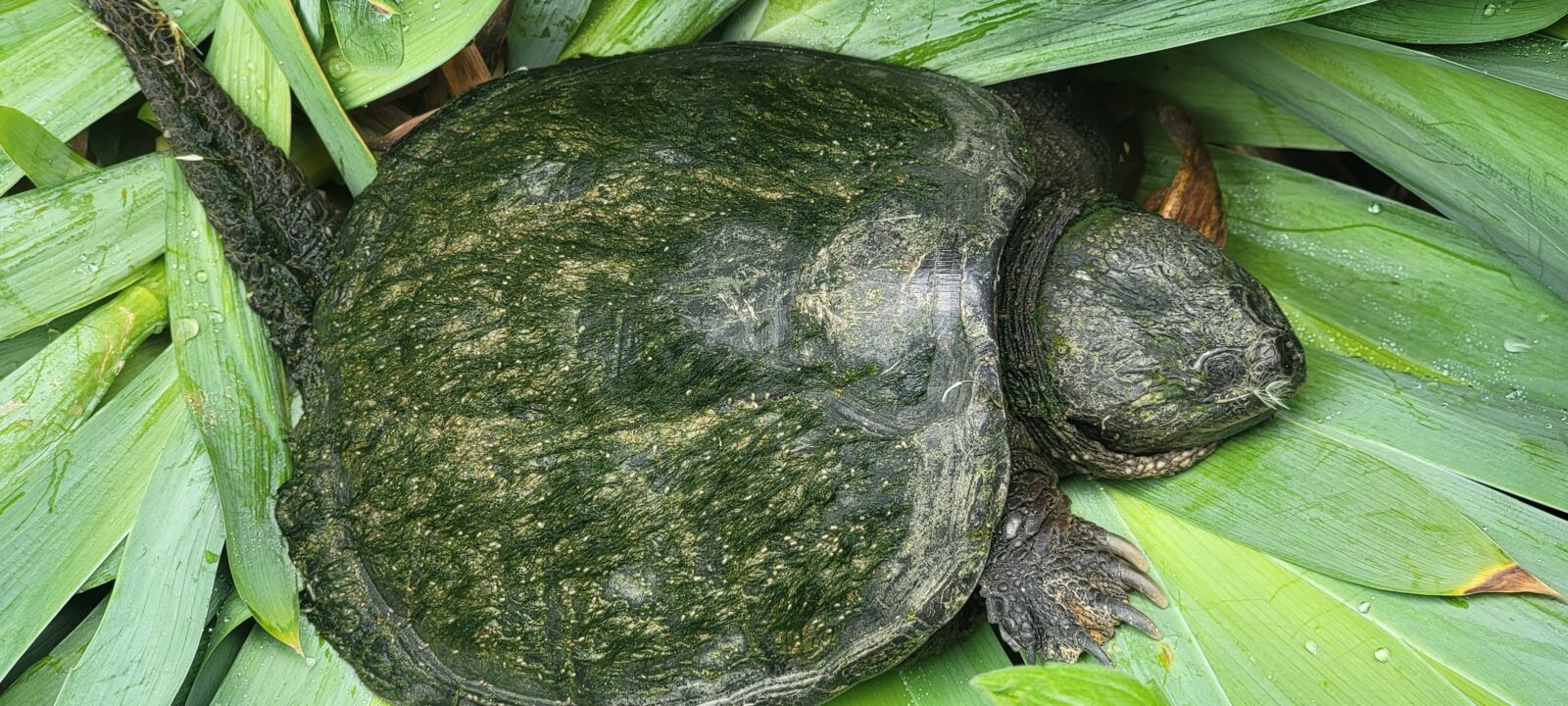 Rescued Snapping Turtle at 3 Palms Zoo