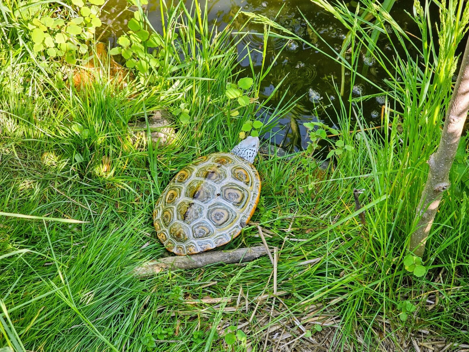 Rescued Turtles at 3 Palms Zoo