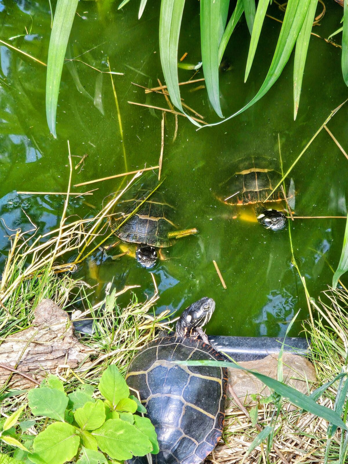 Rescued Aquatic Turtles at 3 Palms Zoo
