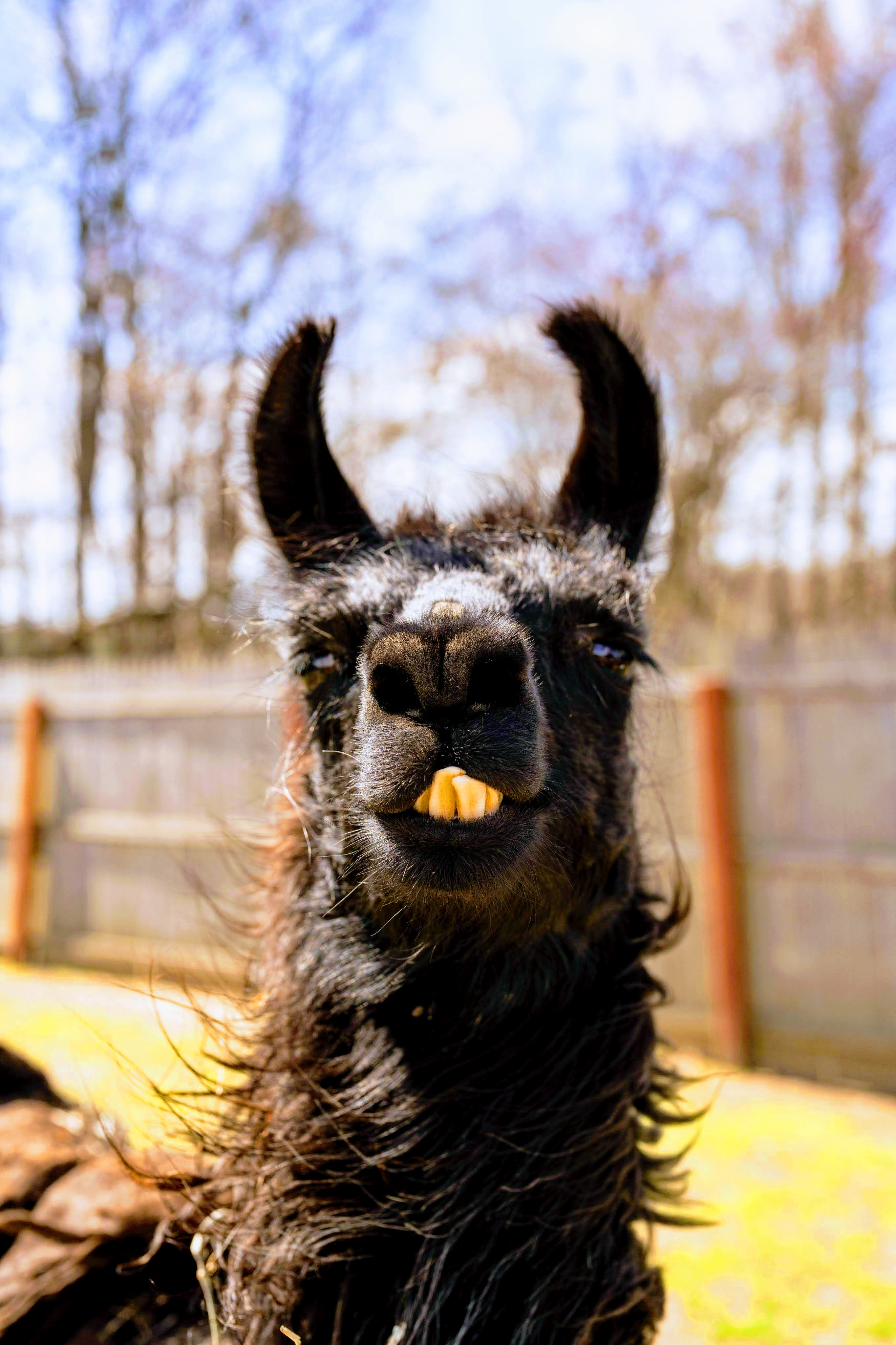 Friendly Rescued Llama at 3 Palms Zoo