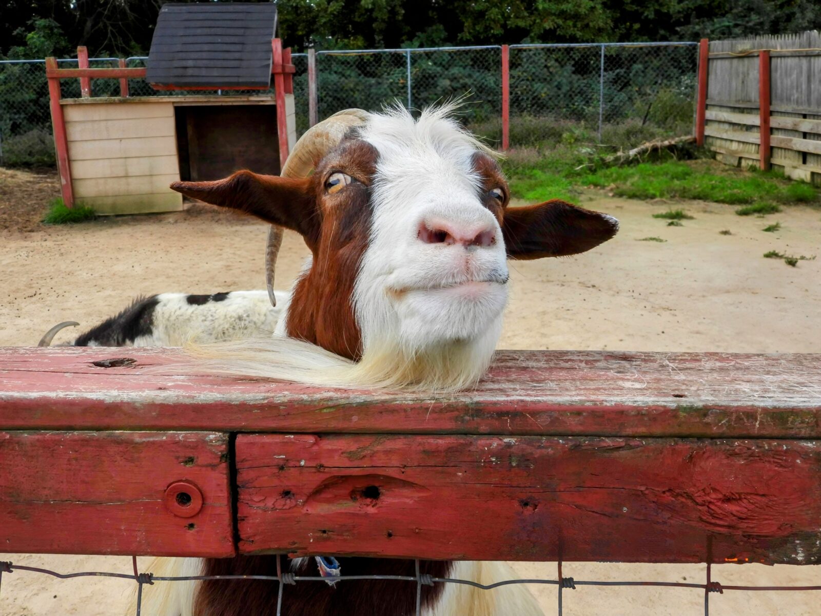 Mr. Gold the fainting goat begging for a treat at the 3 Palms Zoo petting zoo