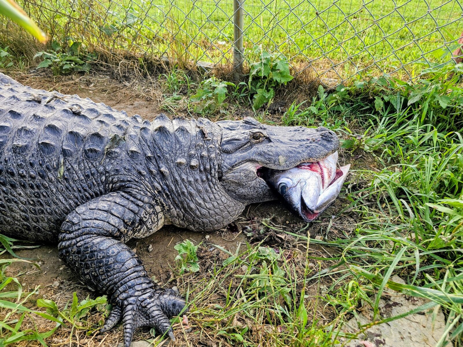 Alligator feeding time at 3 Palms Zoo