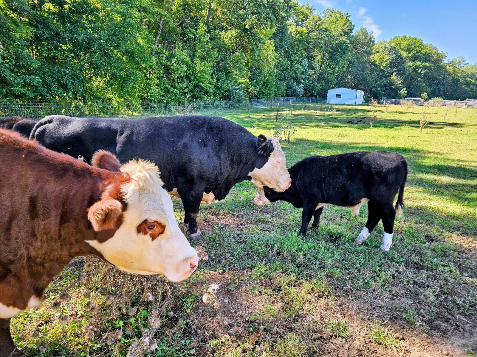 Rescued Angus cows at 3 Palms Zoo in Townsend, Delaware